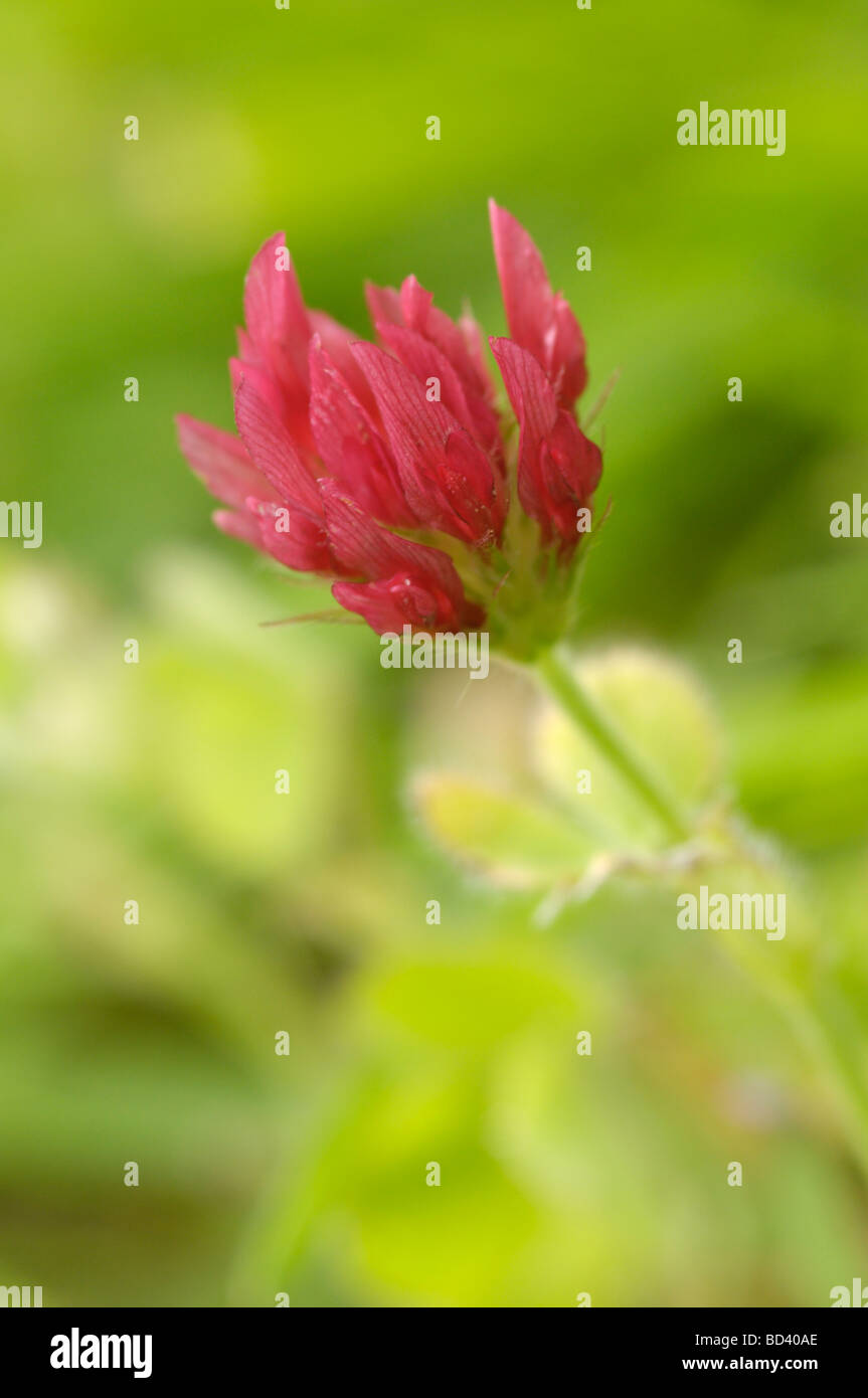 Le Trèfle incarnat Trifolium incarnatum, wildlflower, Banque D'Images