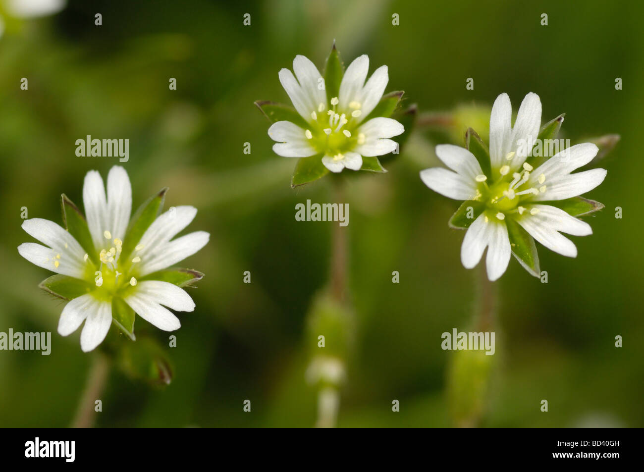 La Souris commune, Cerastium fontanum-auriculaire (Cerastium holosteoides) dans les prairies de fleurs sauvages, prairie, Ecosse Banque D'Images