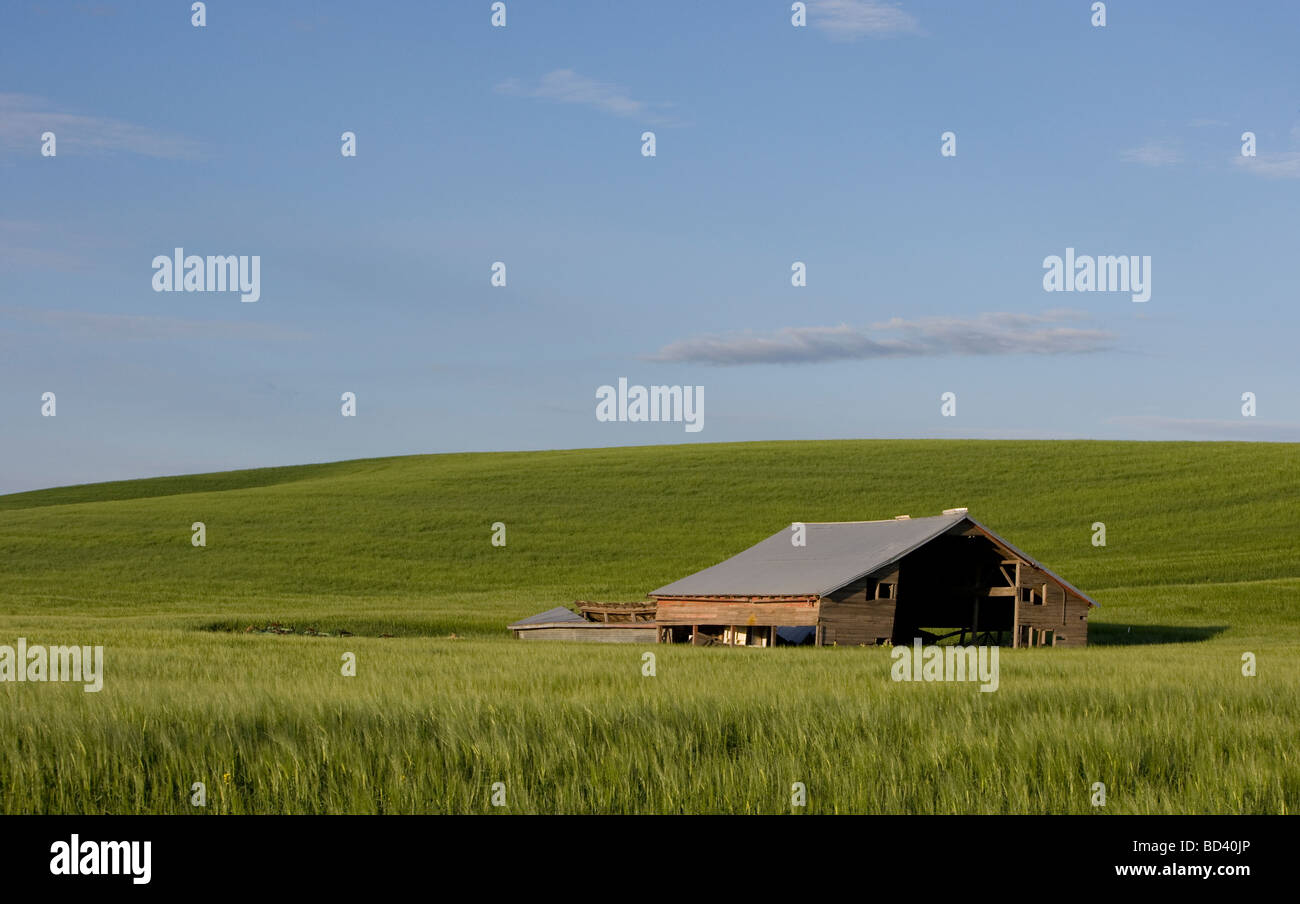 Les champs de la Palouse, de l'est Washington, us Banque D'Images