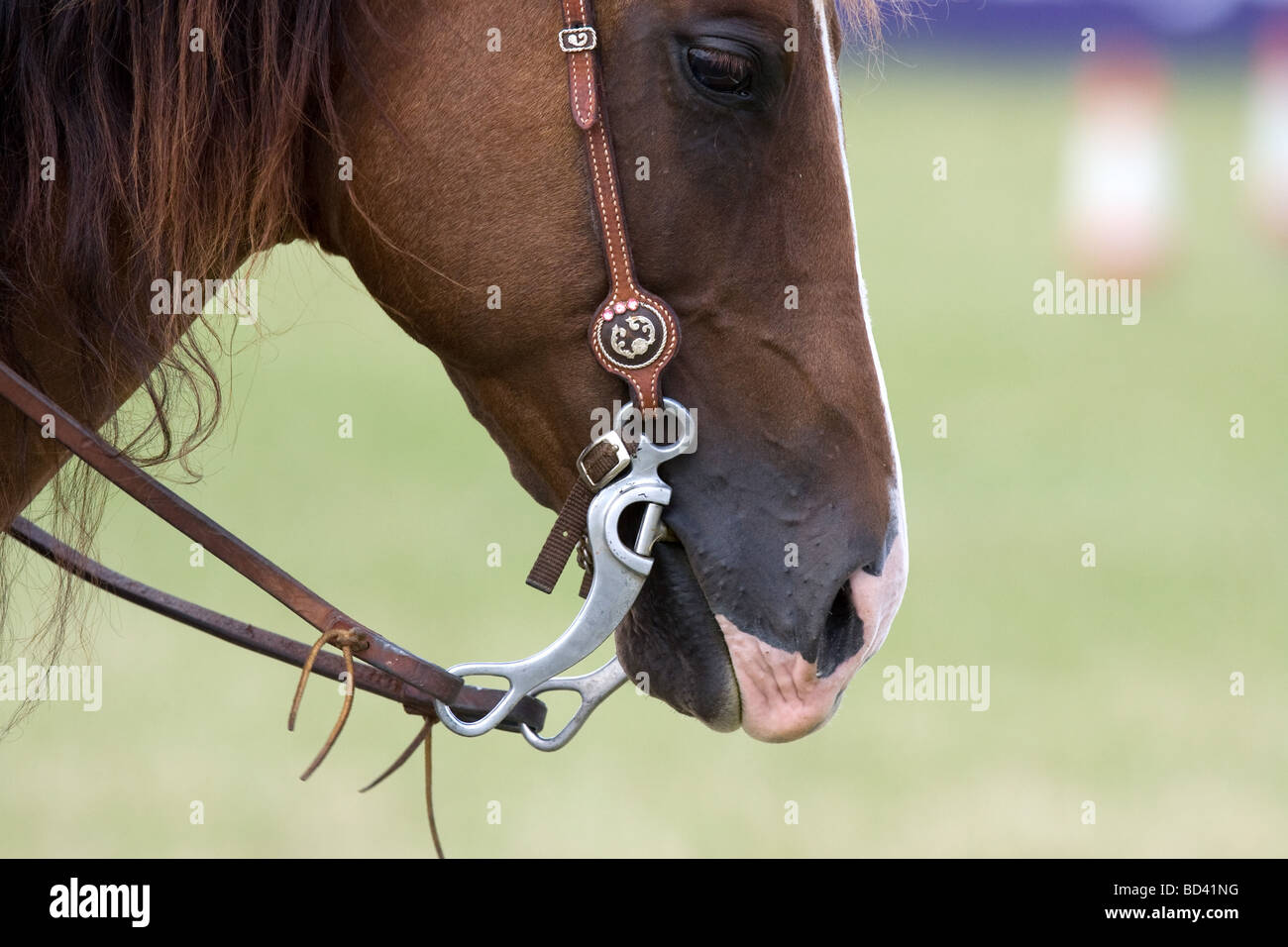 Un peu dans la bouche des chevaux Banque D'Images