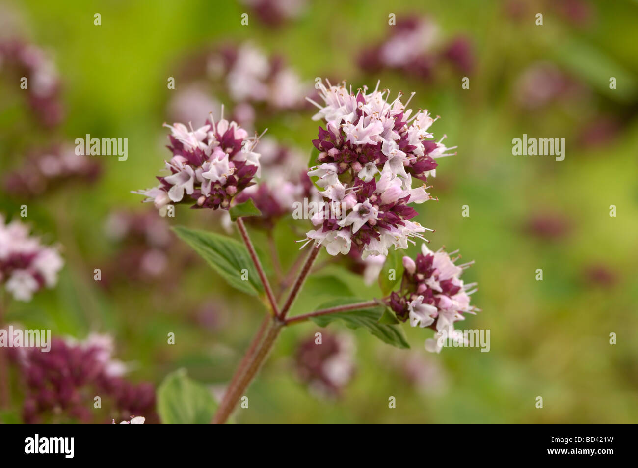 Majoram, origan herb, origanum sp., fleur Banque D'Images