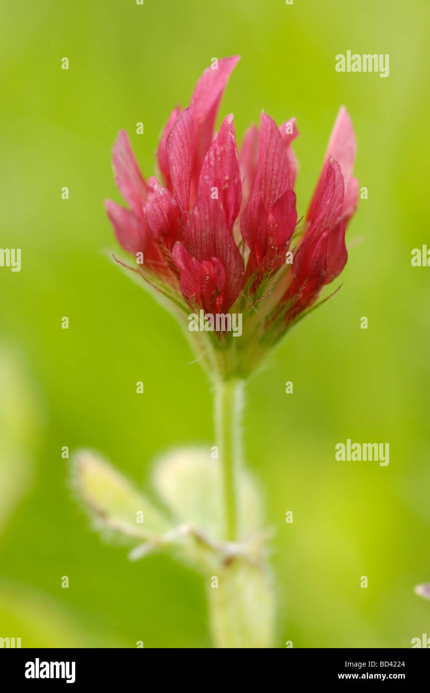 Le Trèfle incarnat Trifolium incarnatum, wildlflower, Banque D'Images