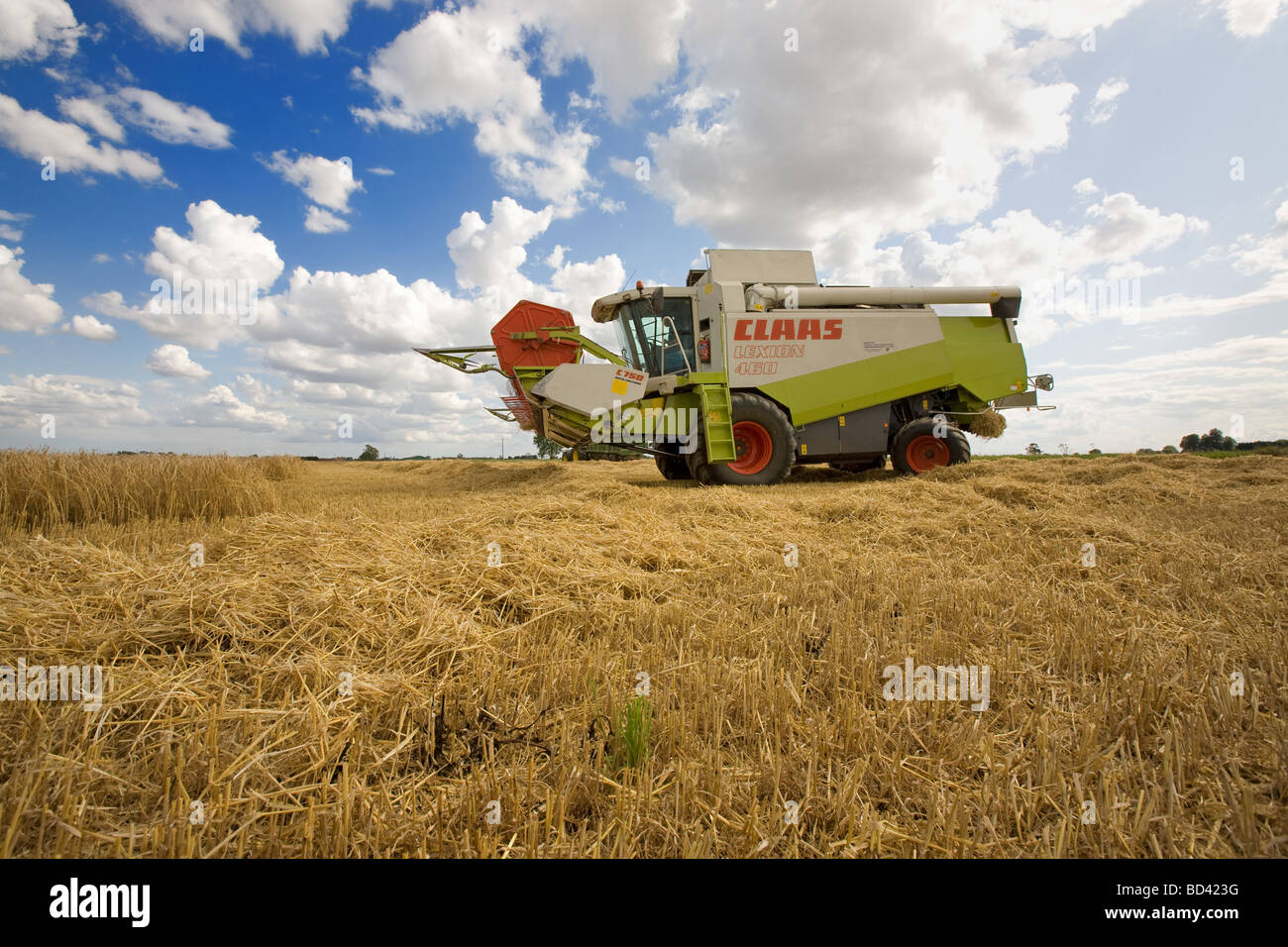 La récolte d'orge dans le Lincolnshire Fens Banque D'Images