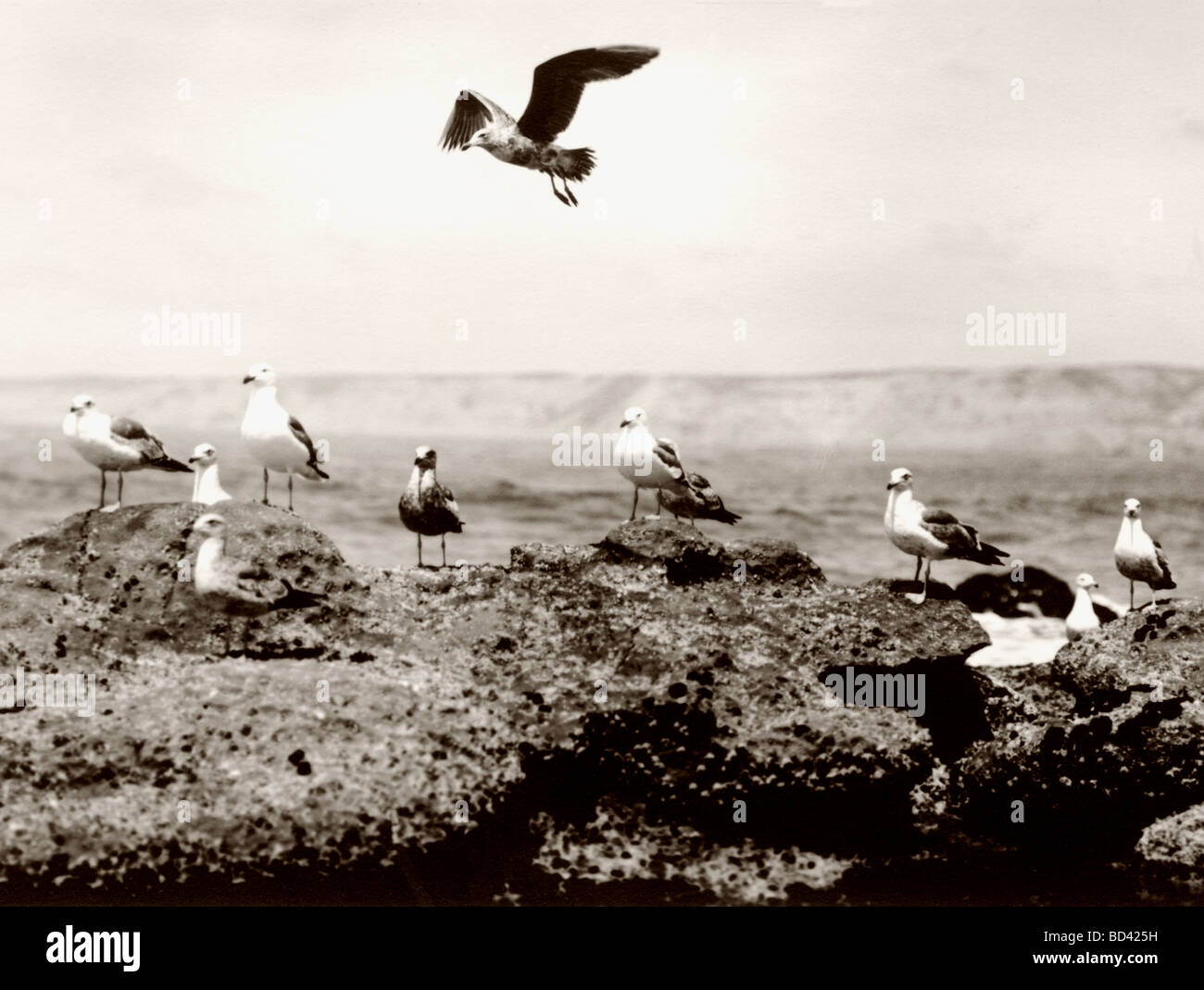 Une Mouette planeur au-dessus du troupeau Banque D'Images