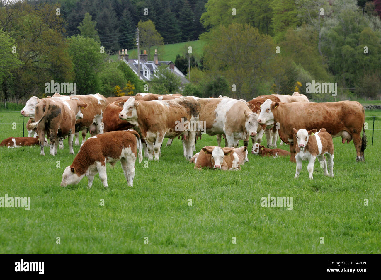 Champ de veau simmental bétail Banque de photographies et d’images à ...