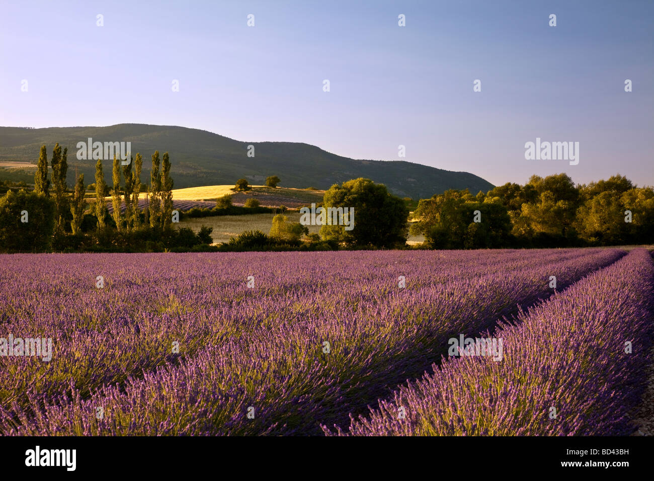 Champ de lavande, avec des collines et les terres agricoles au-delà près de Sault, Provence France Banque D'Images