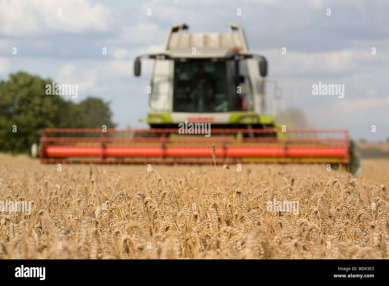 Moissonneuse-batteuse Claas la récolte d'orge dans le Lincolnshire Banque D'Images