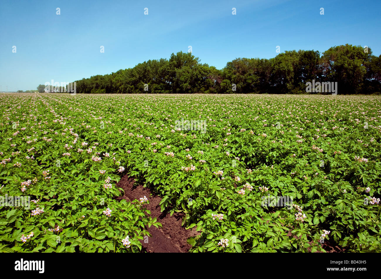 Champ de pommes de terre en fleurs près de Winkler Manitoba Canada Banque D'Images