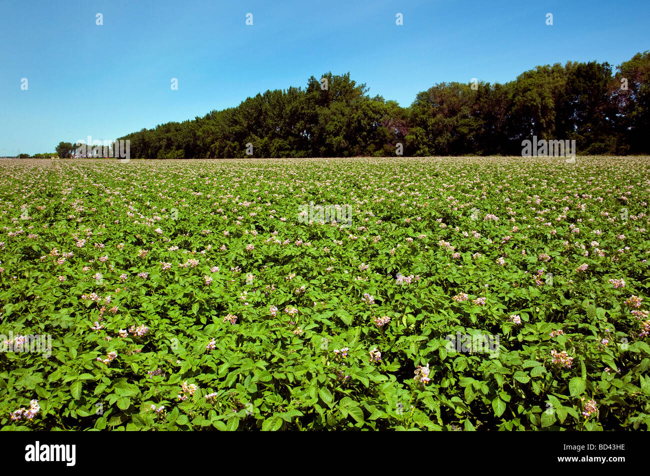 Champ de pommes de terre en fleurs près de Winkler Manitoba Canada Banque D'Images