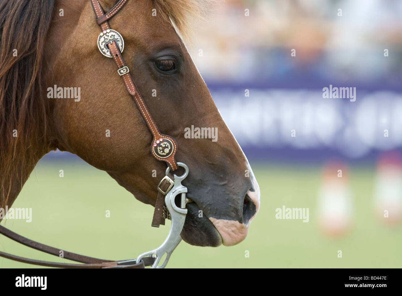 Un peu dans la bouche des chevaux Banque D'Images