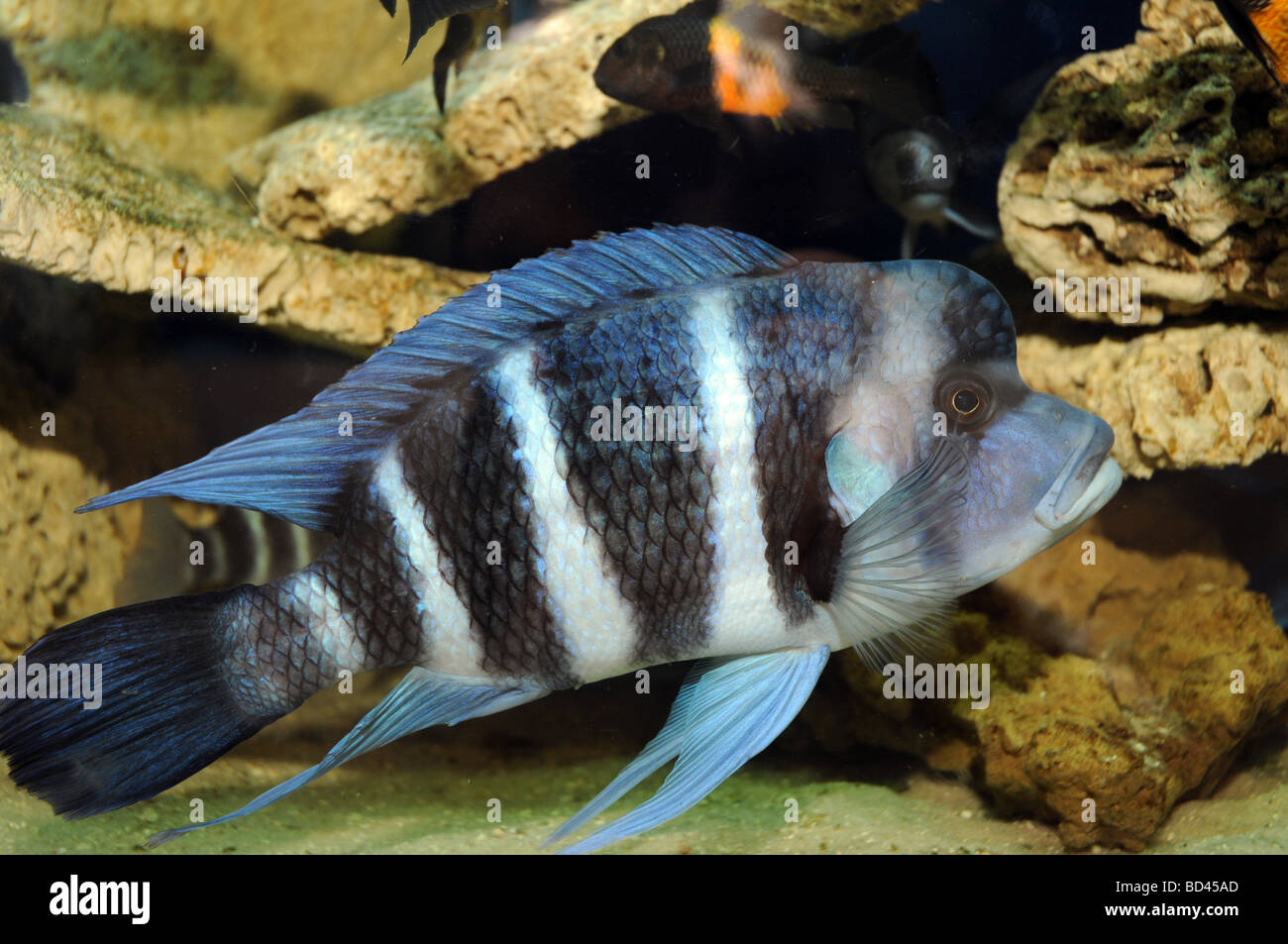 Cyphotilapia frontosa poisson endémique au lac Tanganyika Frontosa communément connu sous le nom de Napoléon ou de cichlidés Cichlid Banque D'Images