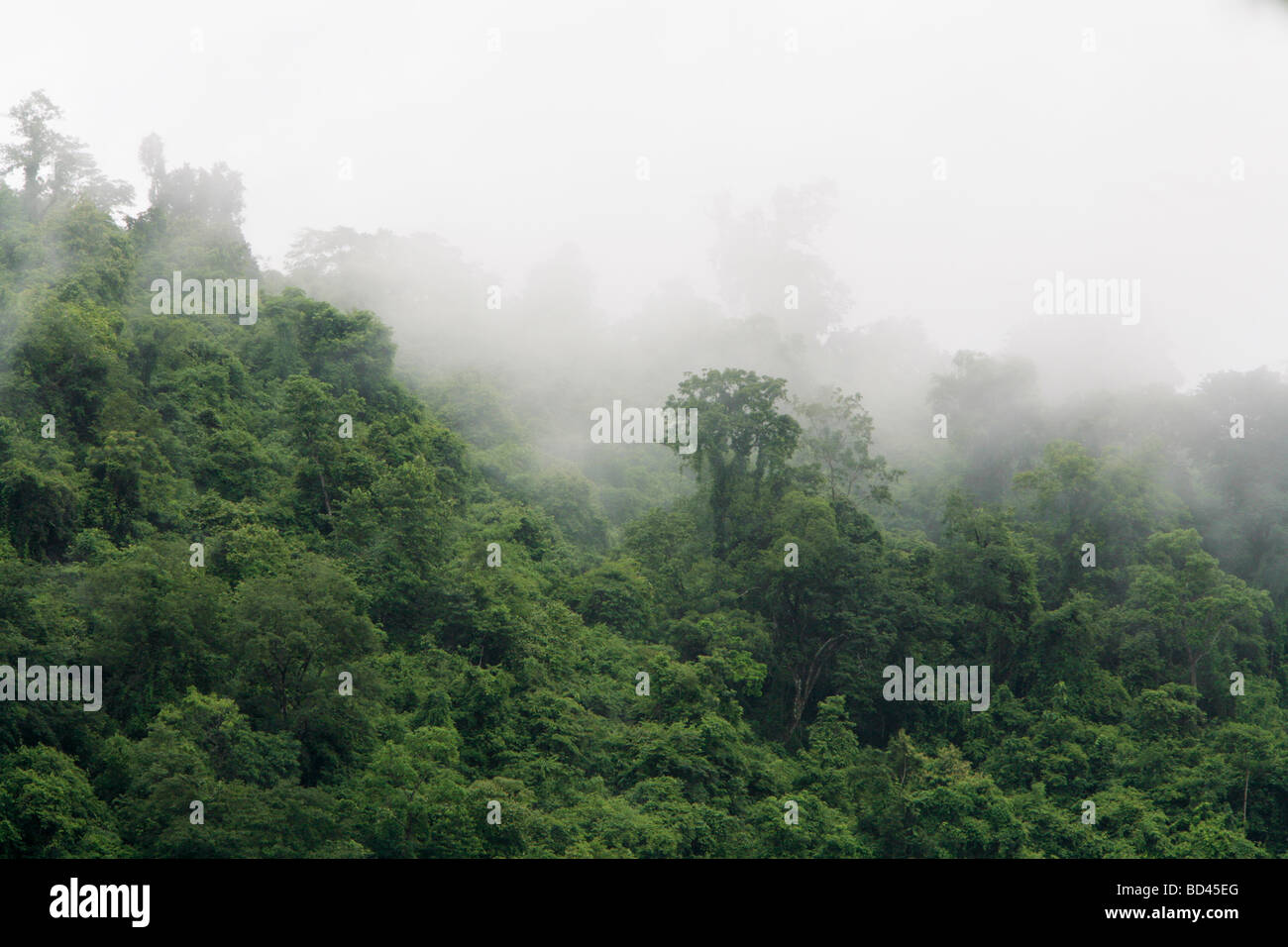 Luang Prabang, Laos, 2006 : la brume se lève au large des rives boisées du Mékong après de fortes pluies Banque D'Images