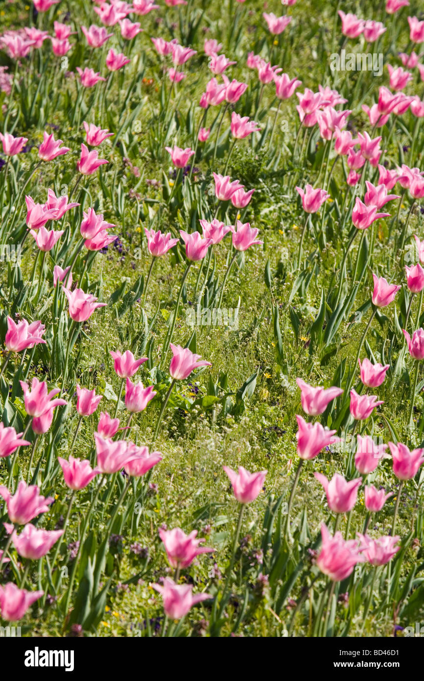 Tulipe rose dans un jardin lit de fleur Banque D'Images
