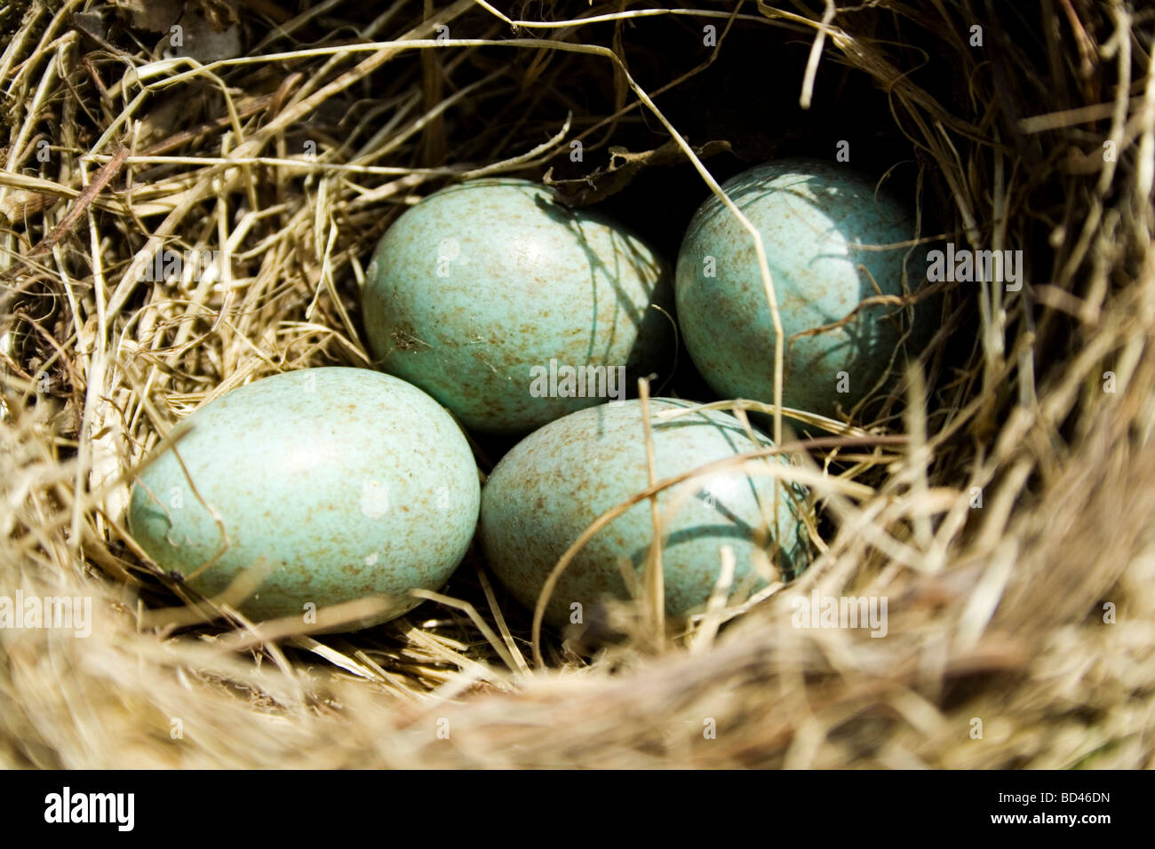 Blackbird quatre œufs dans un nid d'oiseaux Banque D'Images