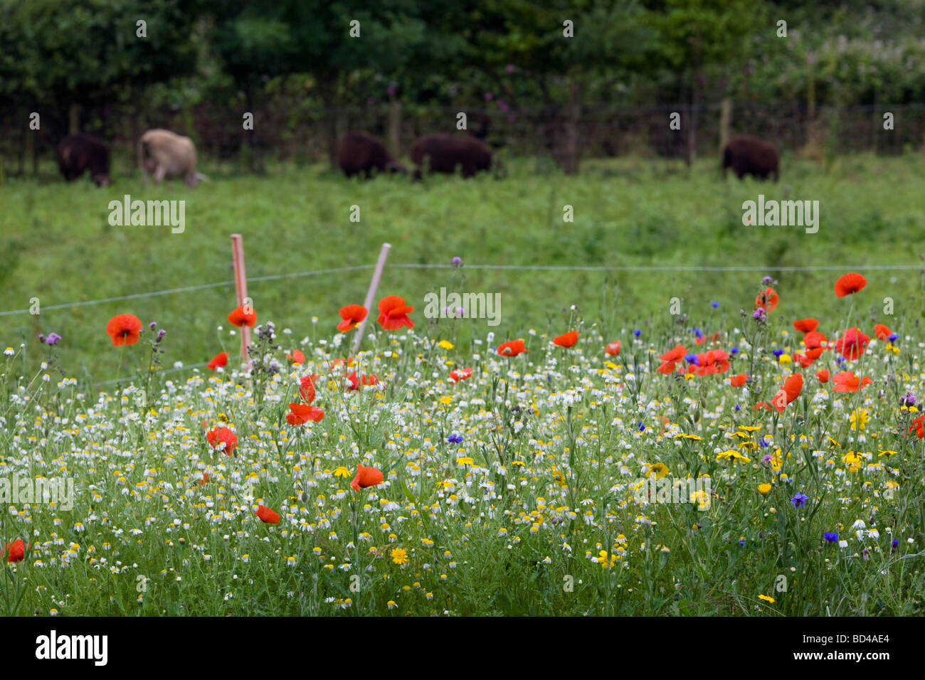 Coquelicot Papaver rhoeas parfumée avec camomille des mauvaises herbes arables Cornwall Banque D'Images