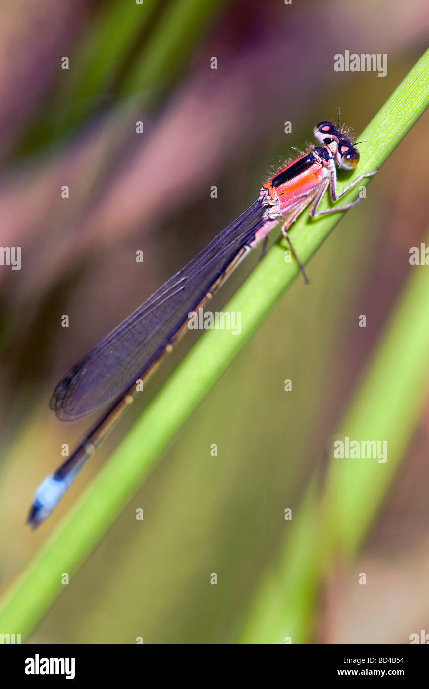 Demoiselle d'Ischnura elegans queue bleu forme féminine rufescens Banque D'Images