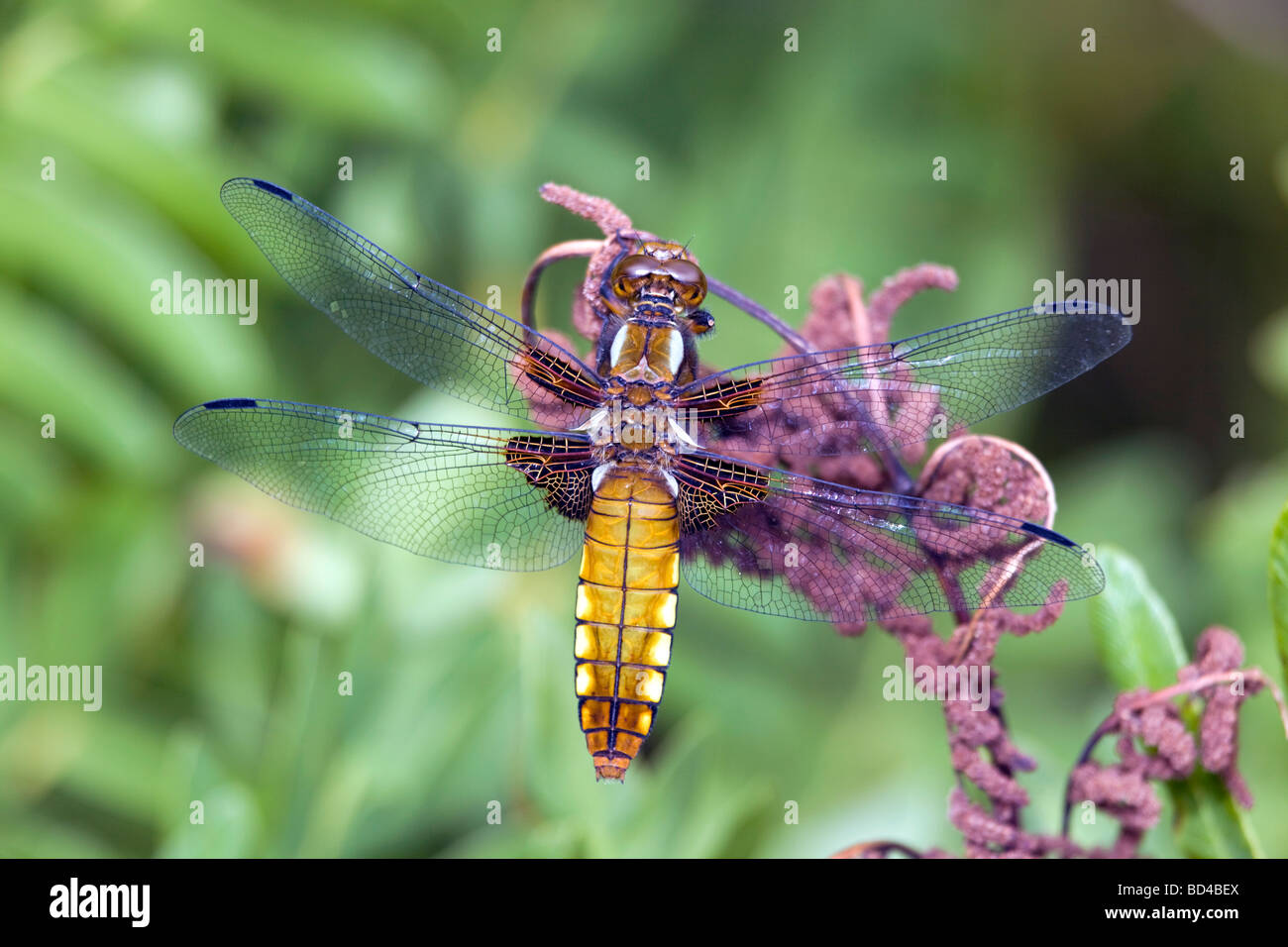 Libellula depressa chaser corps large femme Banque D'Images