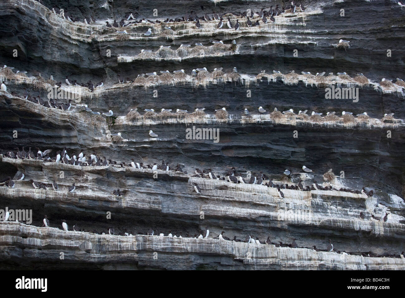Les oiseaux de mer nichant sur les falaises de Moher Banque D'Images