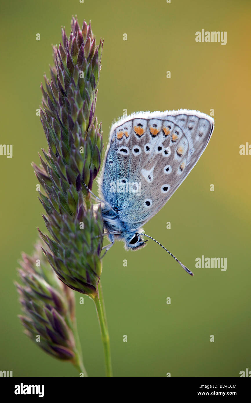 Papillon bleu commun Polyommatus icarus Banque D'Images