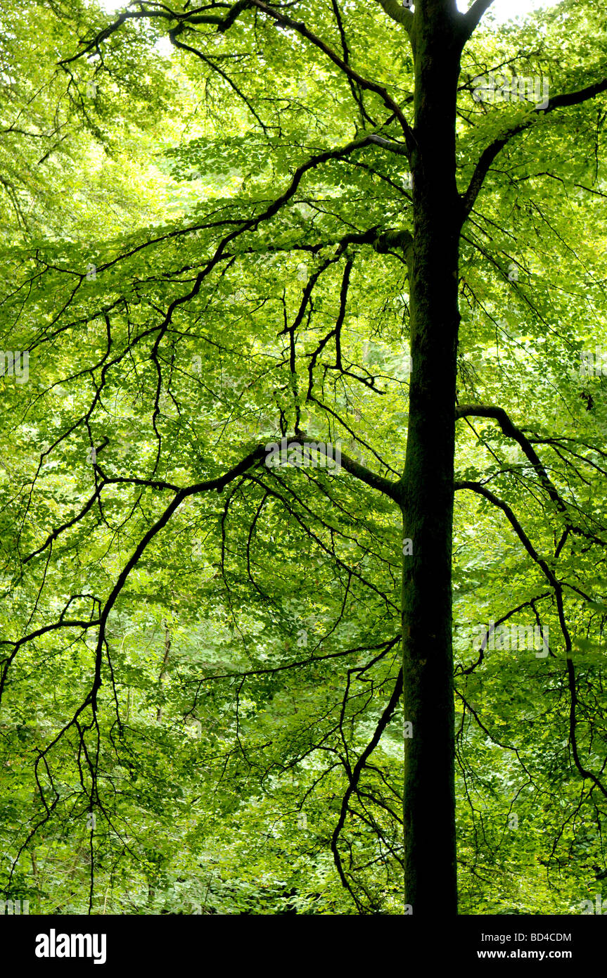 Scène paisible forêt Banque D'Images