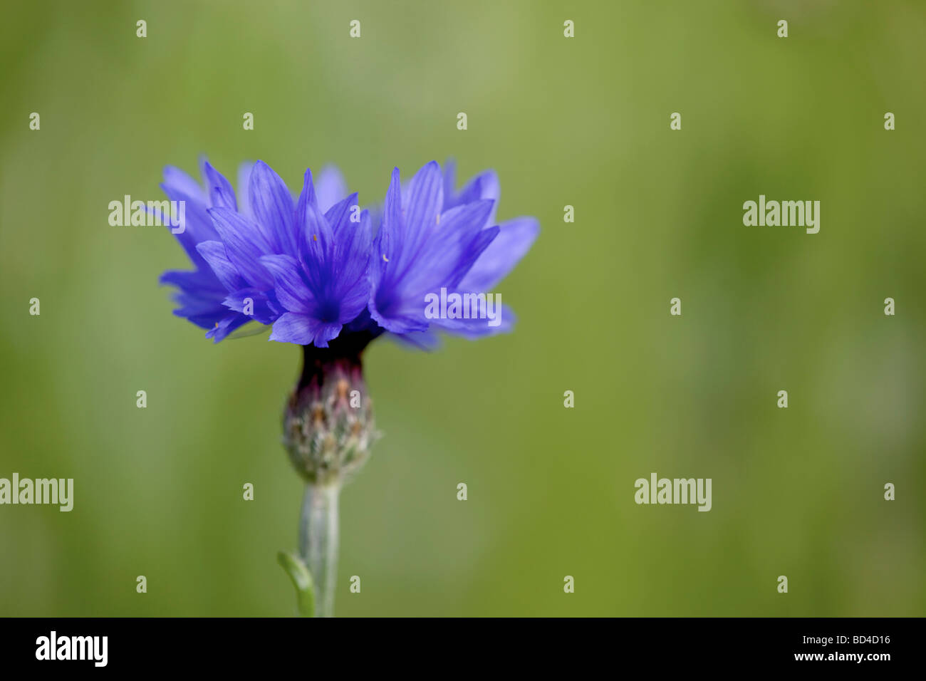 Centaurea cyanus bleuet Banque D'Images