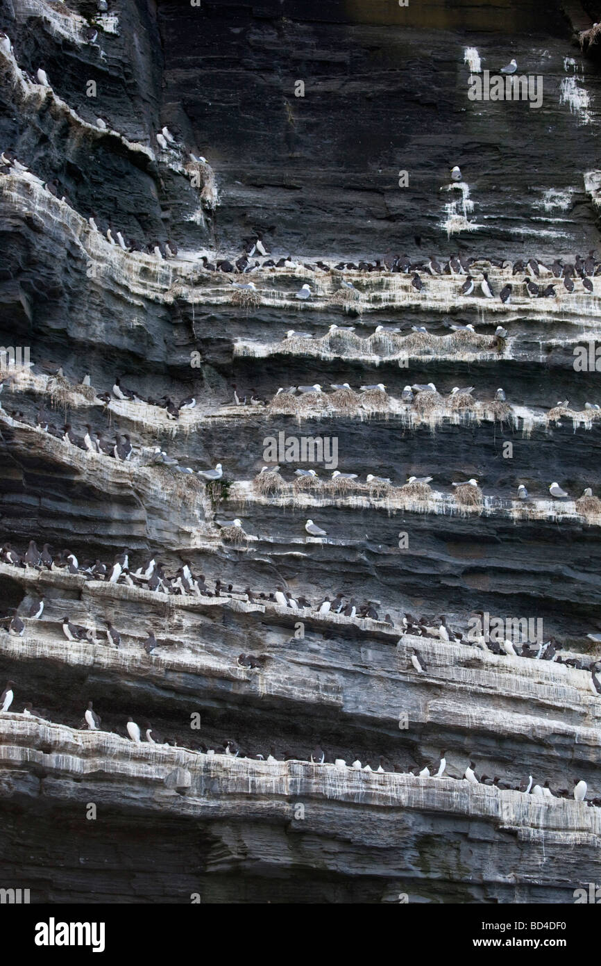 Les oiseaux de mer nichant sur les falaises de Moher comté de Clare Irlande Banque D'Images