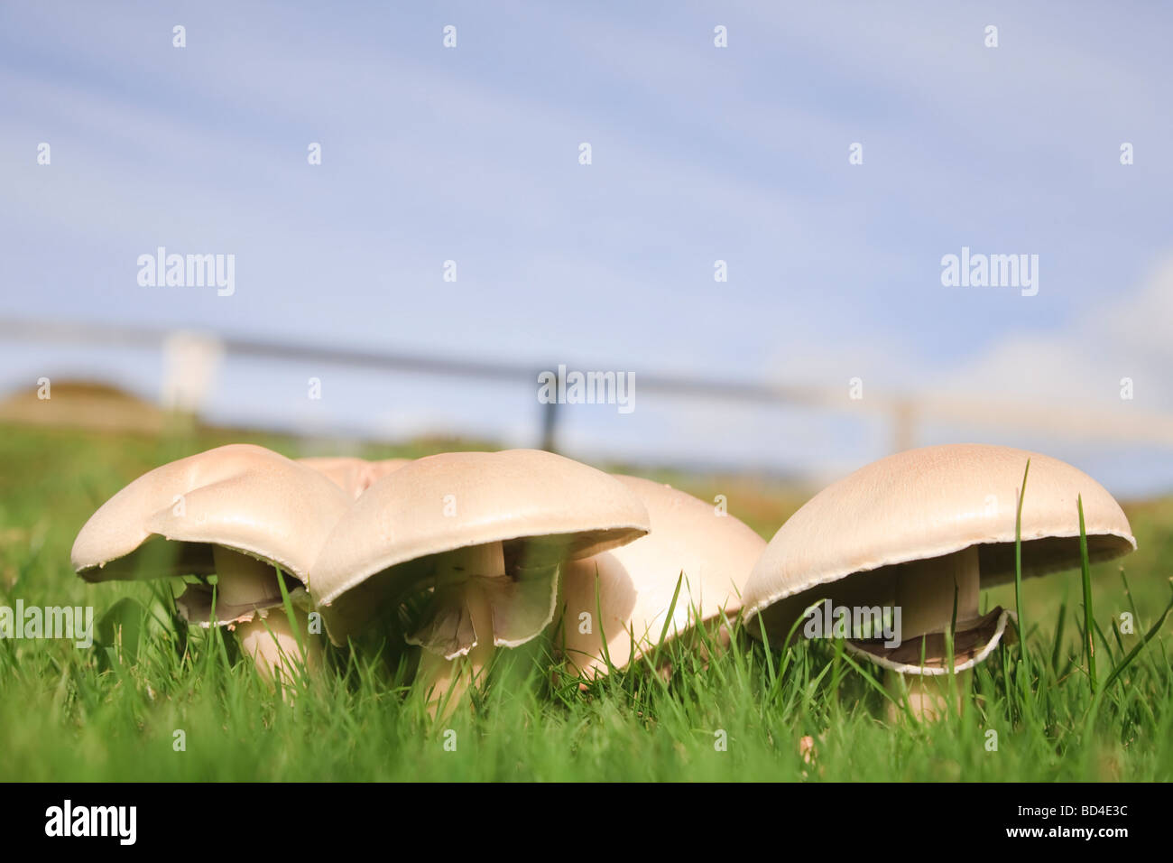 Domaine de champignons sous un ciel bleu Banque D'Images