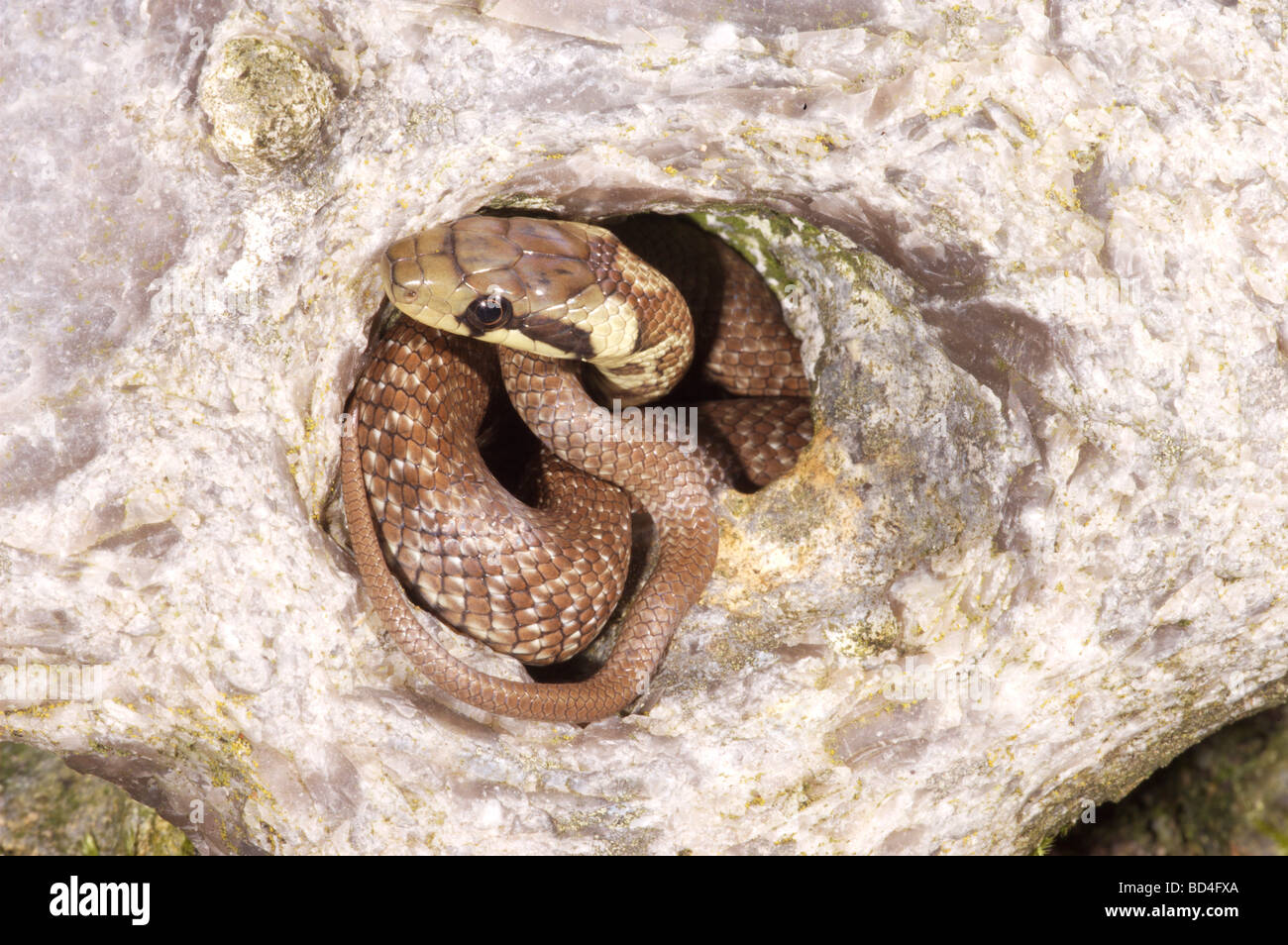Aesculapian Snake (Elaphe longissima). Marquage sur tête d'un mineur , sortant d'un trou dans un rocher. Banque D'Images