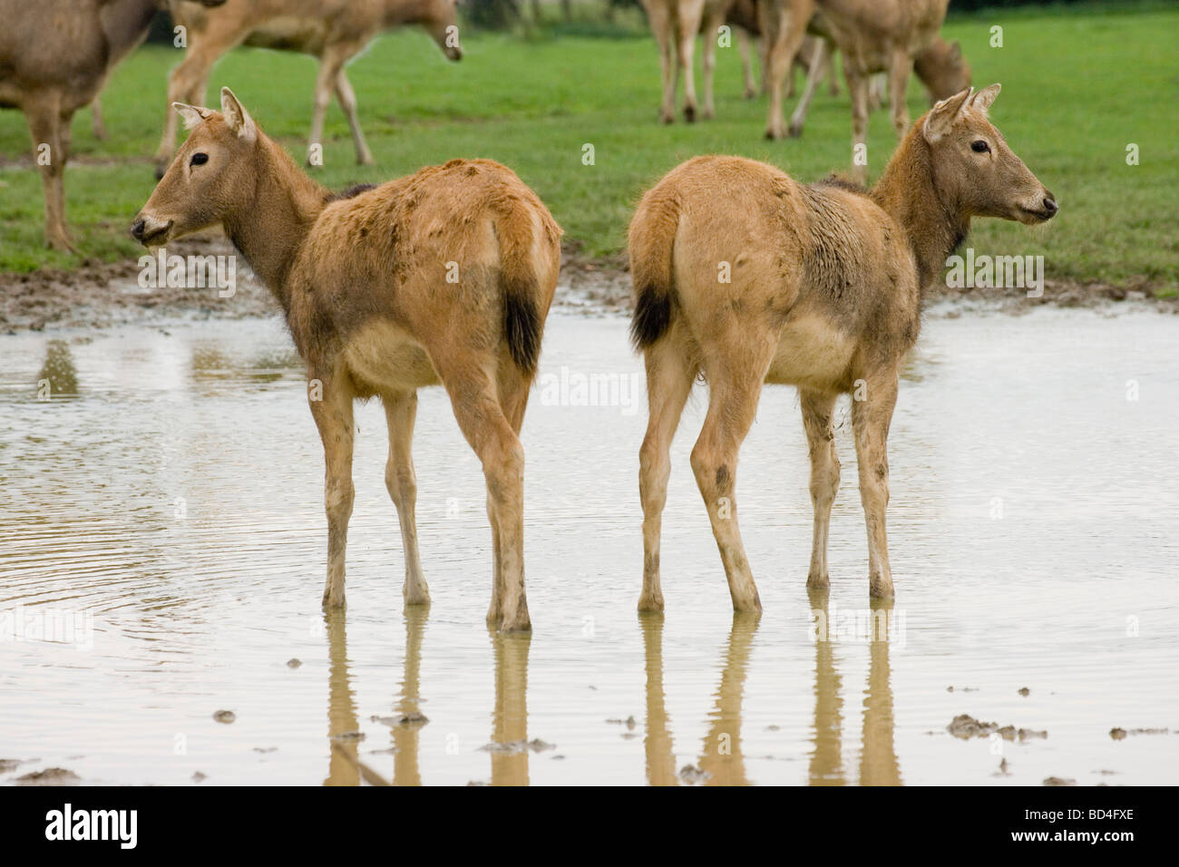 Pere Davids (Elaphurus davidianus Deer). Éteint à l'état sauvage, mais sauvé de l'extinction totale en étant élevés en captivité à ​In Whipsnade Woburn et l'Angleterre. Banque D'Images