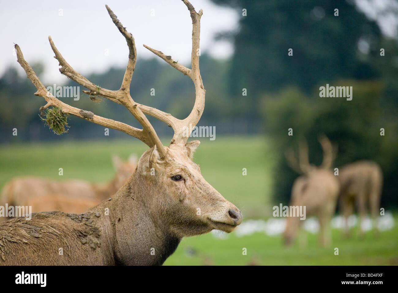 Pere Davids (Elaphurus davidianus Deer). Stag ou homme, en rut avec de la boue et de la végétation des bois. besmeared Le comportement associé à l'accouplement. season​ Banque D'Images