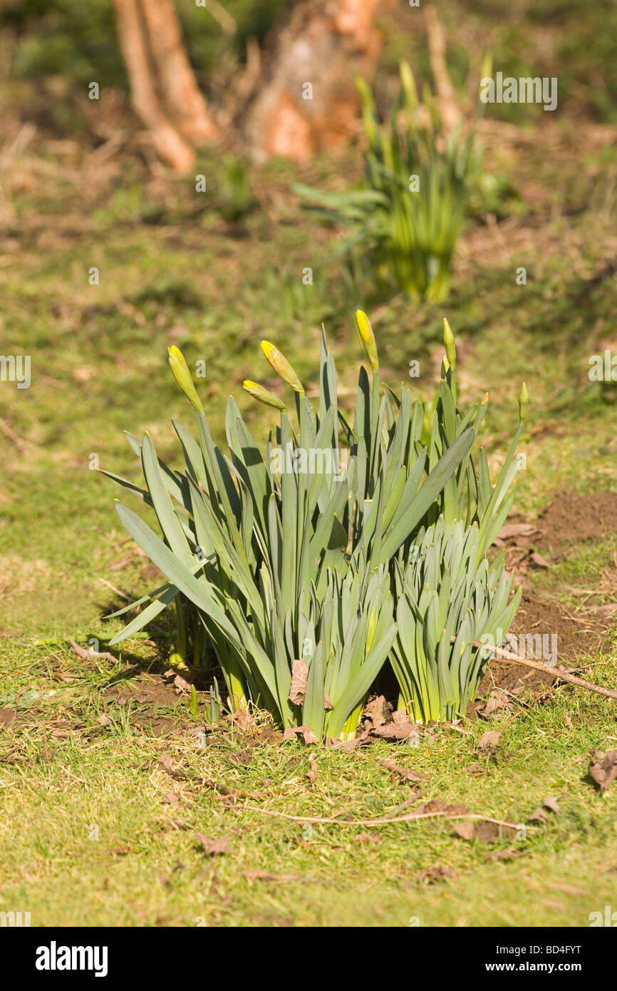 Daffodils Narcissus pseudonarcissus variété cultivée de capitules en bouton. Mars. La plantation d'informel dans jardin paysagé Banque D'Images