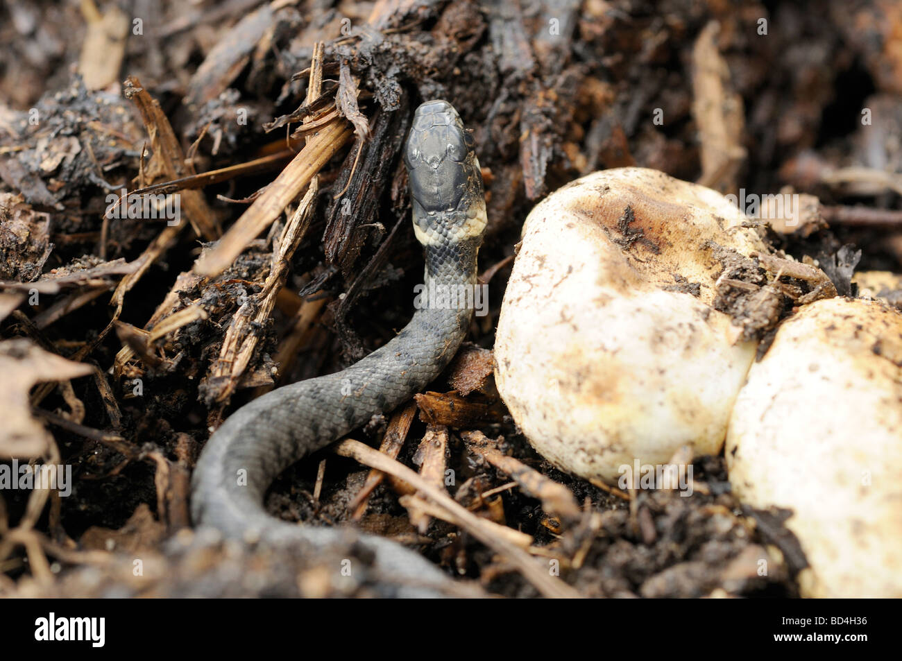 Oeuf de serpent couleuvre Banque de photographies et d’images à haute résolution Alamy