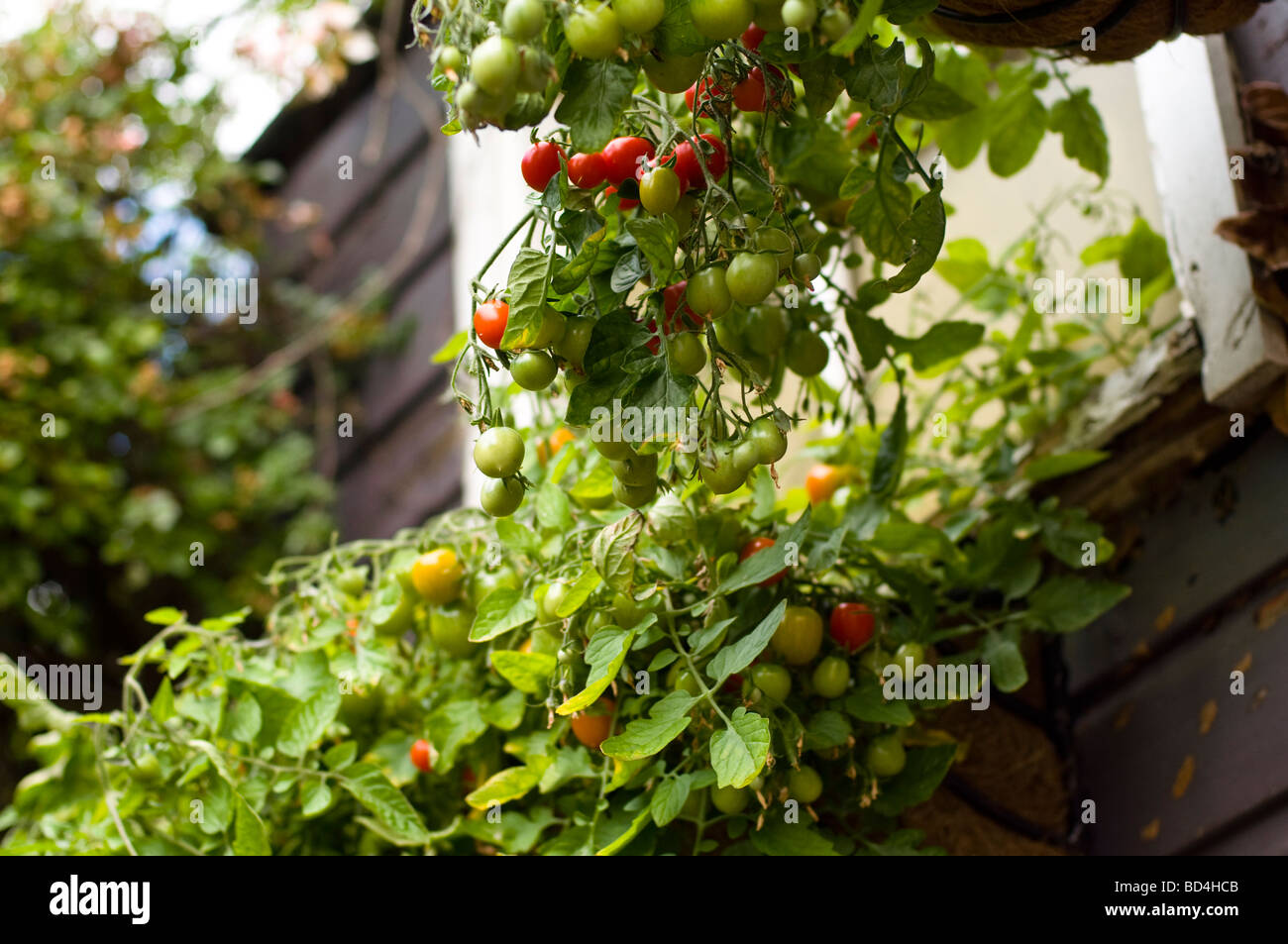 Les plants de tomates à différents stades de maturité Banque D'Images