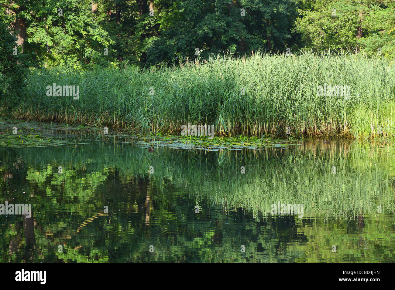 Roseaux et toujours calme paisible parc tranquille eau Wroclaw Szczytnicki Banque D'Images