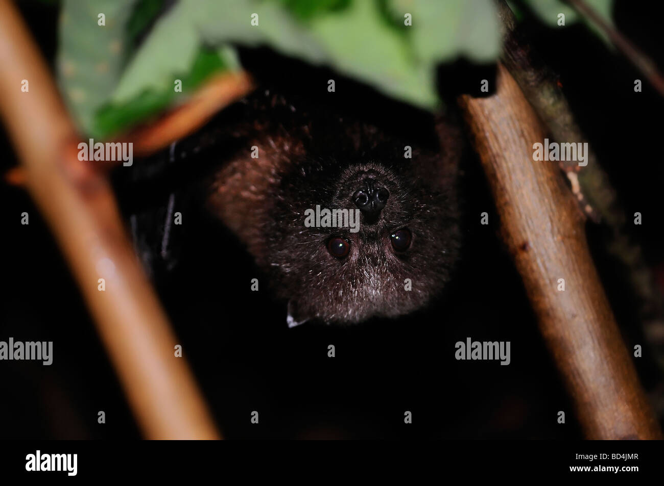 Rodrigues Flying Fox ou Roussette de Rodrigues Pteropus rodricensis Banque D'Images