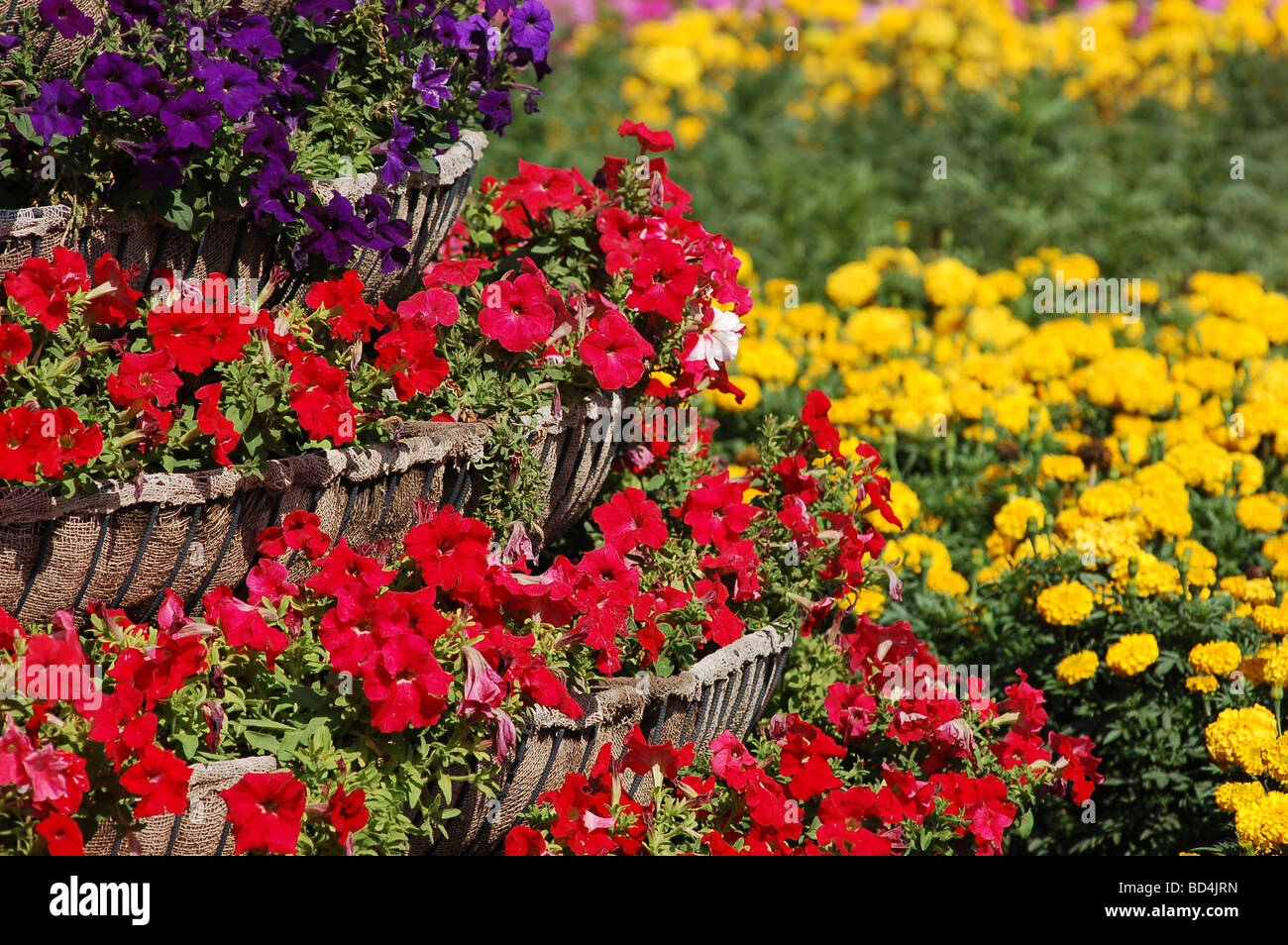 Vivid summer flower bed de pétunias Banque D'Images