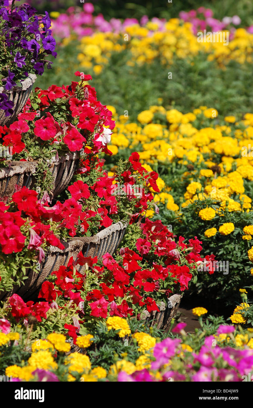 Vivid summer flower bed de pétunias Banque D'Images