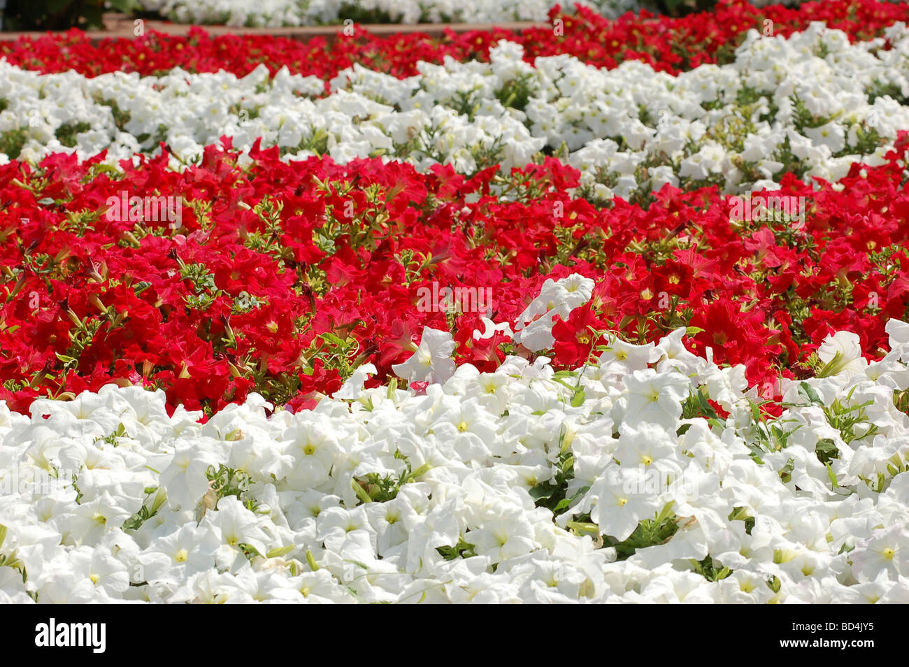 Vivid summer flower bed de pétunias Banque D'Images