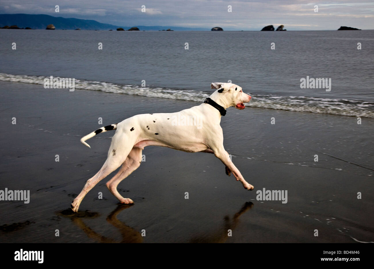 Great Dane, tournant au beach . Banque D'Images
