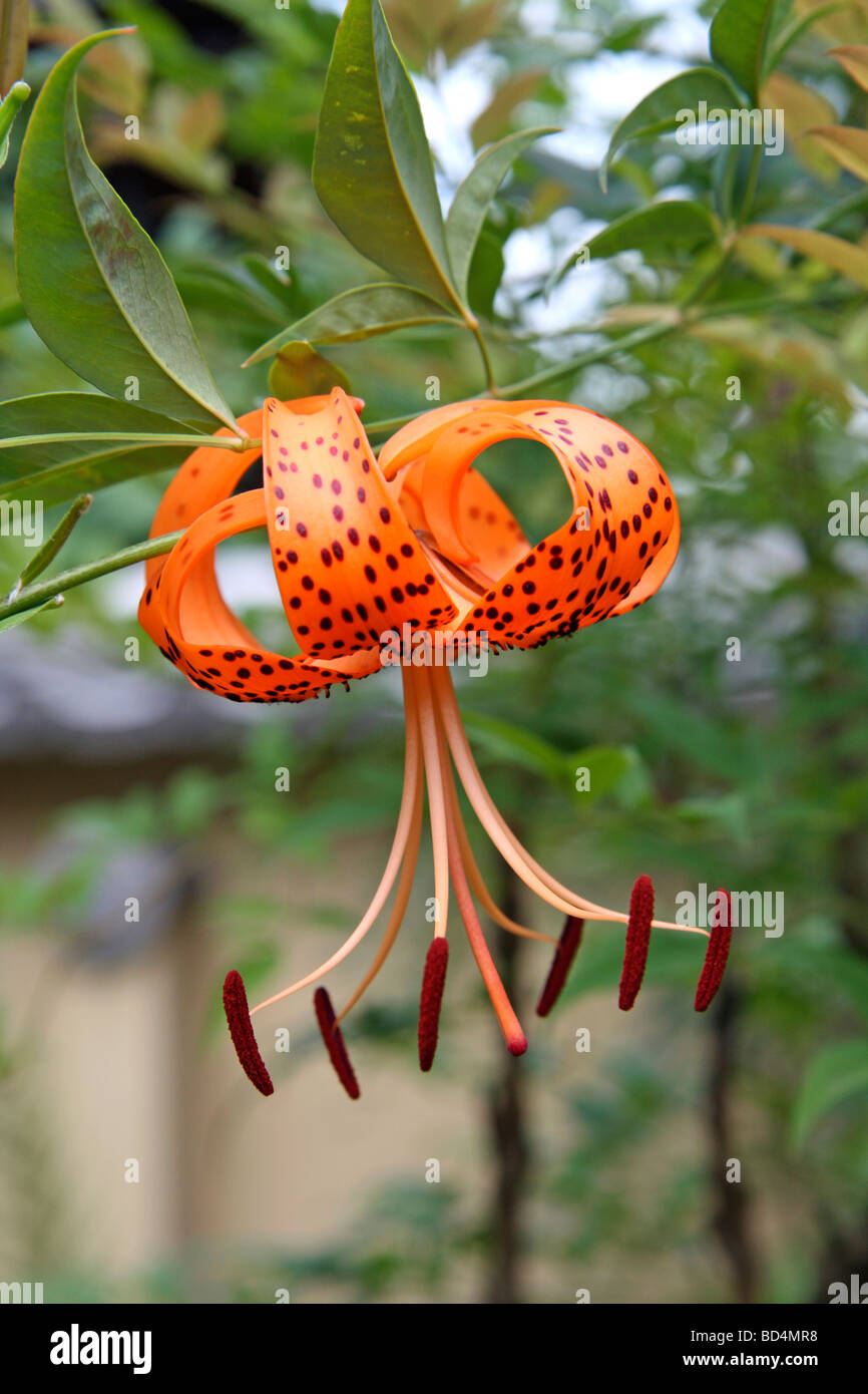 Tiger Lily (Lilium tigrinum) près de Arashiyama, Kansai, Japon Banque D'Images