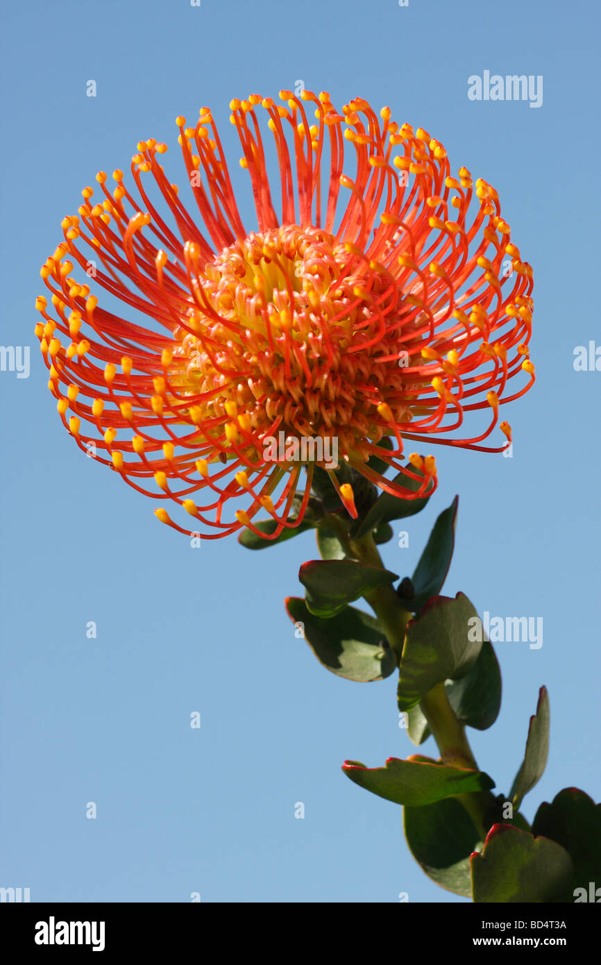 Leucospermum cordifolium Pincushion Protea Pin coussin une fleur orange photos photographie nature morte vente sur Alamy vertical aux USA US haute résolution Banque D'Images