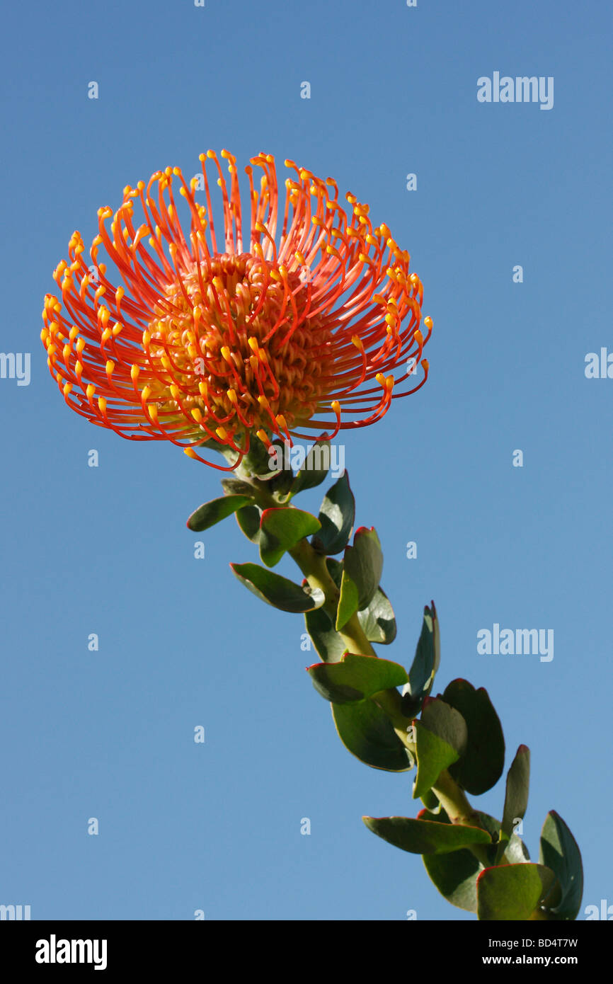 Leucospermum cordifolium Pincushion Protea Pin coussin une fleur orange avec une boutonne gros plan images photographie nature morte verticale aux États-Unis US haute résolution Banque D'Images