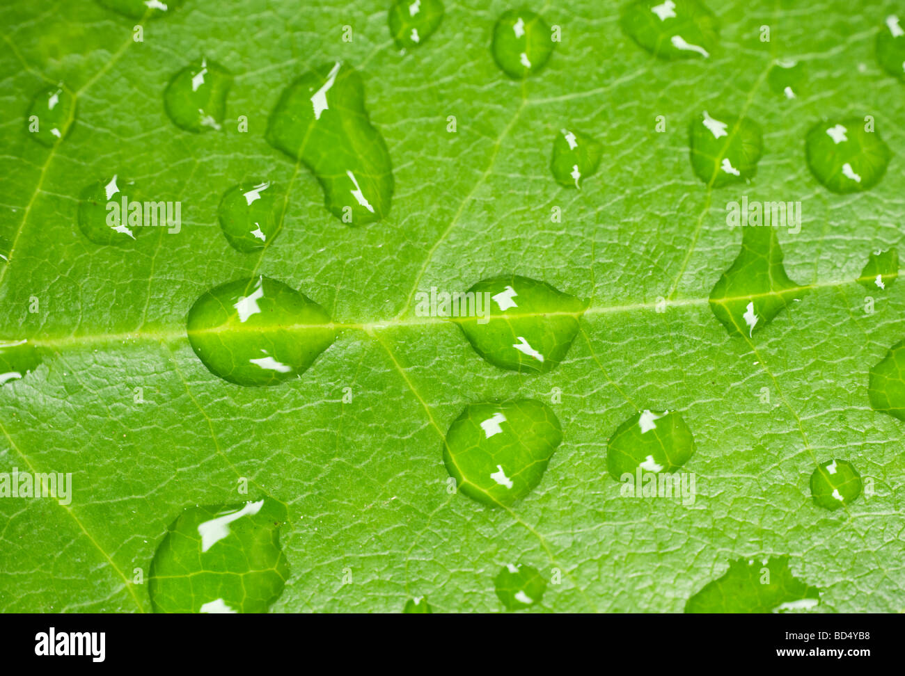 Plantlife détails, Suède Banque D'Images