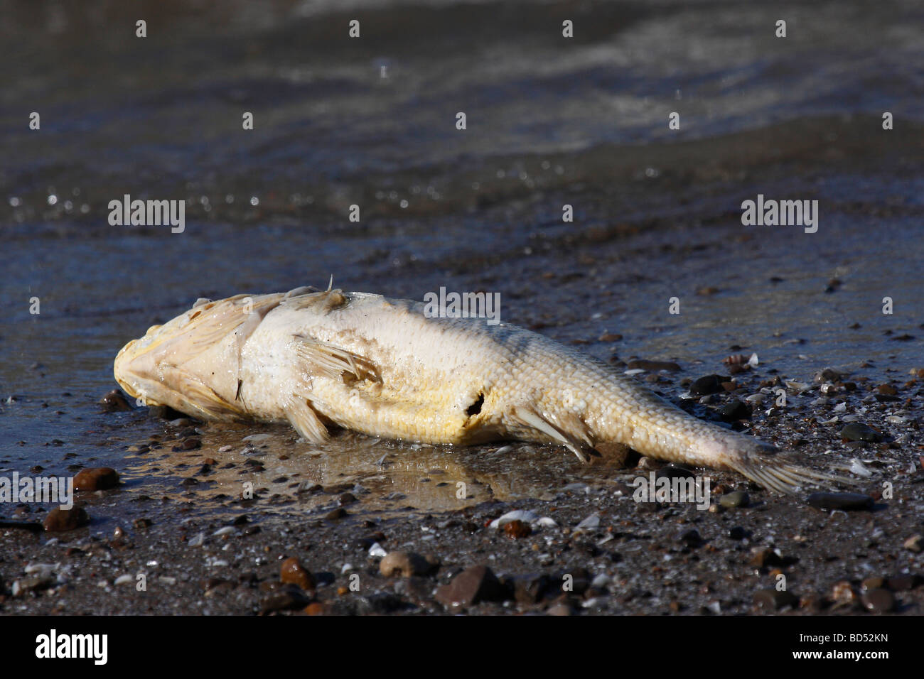 L'eau polluée sur le parc du lac Érié Ohio aux États-Unis personne d'en haut gâter la nature avec de grands poissons morts gisait sur le rivage au sol sur la plage haute résolution Banque D'Images