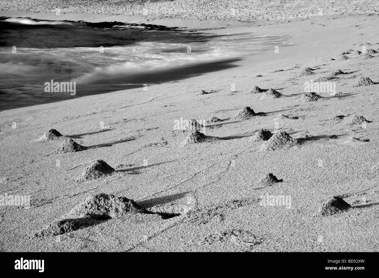 Des monticules de crabe de sable au lever de Kauai Hawaii Banque D'Images