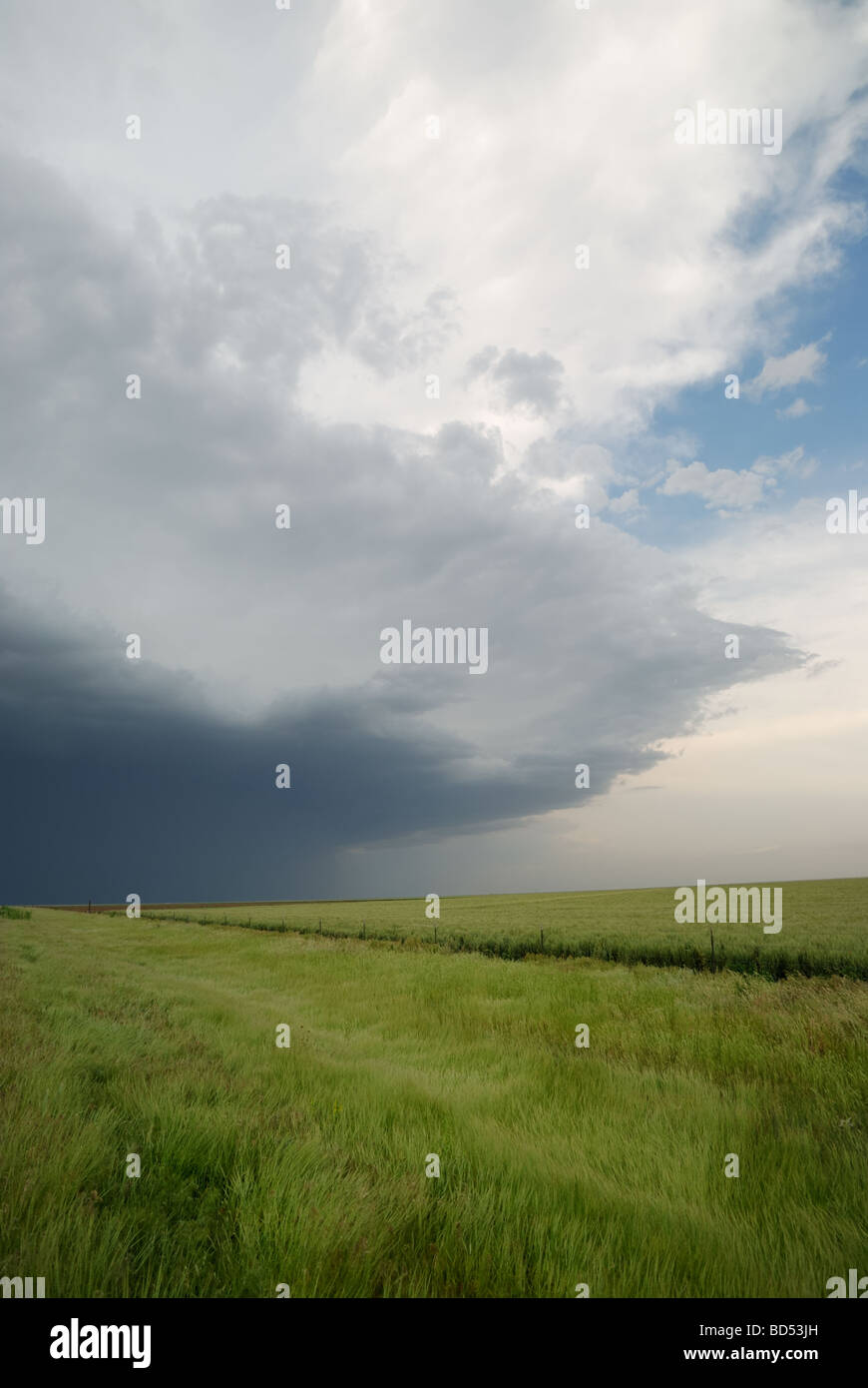 L'arbre de pluie et d'orages violents sur l'horizon de route sur le Texas Panhandle Banque D'Images