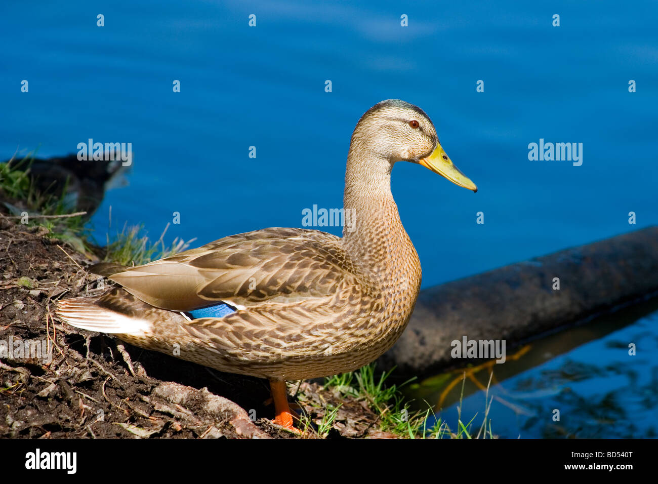 Canard brun par le lac Banque D'Images Canard brun par le lac Banque D'Images