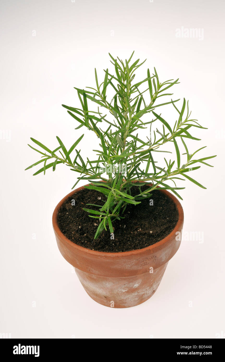 Romarin petite plante poussant dans l'argile pot en terre cuite sur fond blanc. Banque D'Images