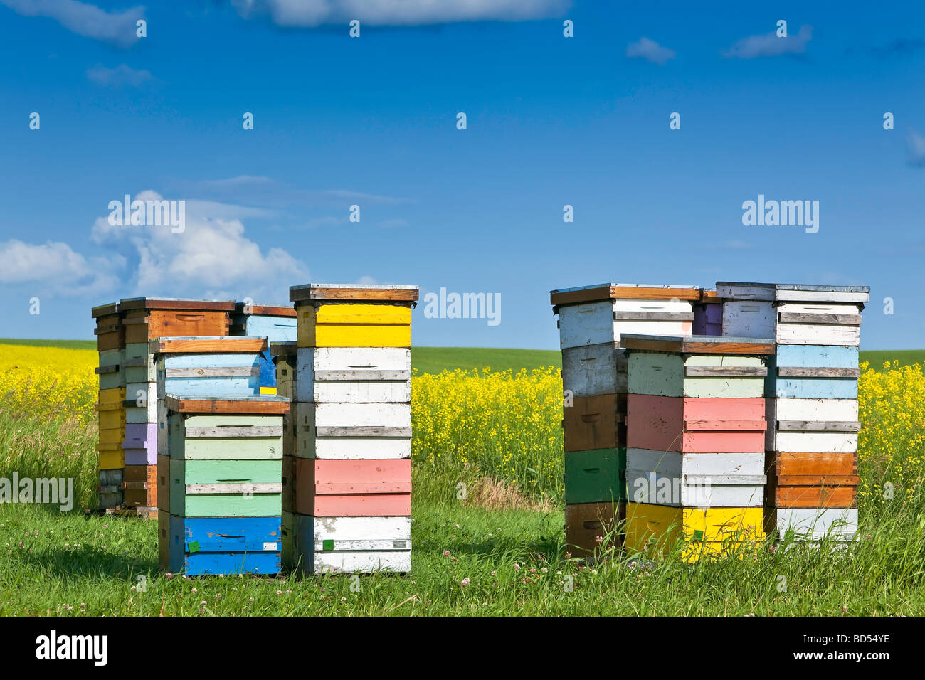 Des ruches dans les boîtes colorées, dans les Prairies canadiennes, la vallée de Pembina, au Manitoba, Canada. Banque D'Images