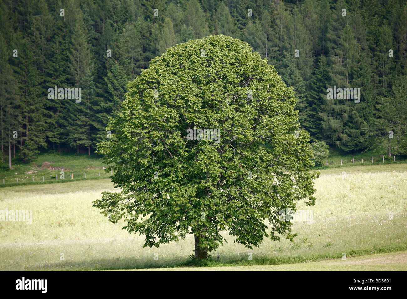 L'érable sycomore (Acer pseudoplatanus), arbre solitaire en été Banque D'Images